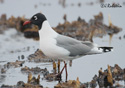 Larus pipixcan